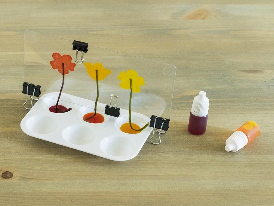 KiwiCo Capillary Action STEM Learning Kit